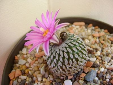 Turbinicarpus pseudopectinatus