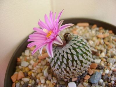 Turbinicarpus pseudopectinatus