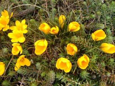 Crocusi