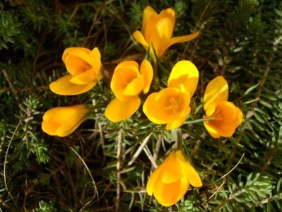 Crocusi