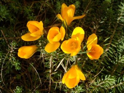 Crocusi