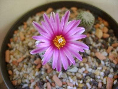 Turbinicarpus pseudopectinatus