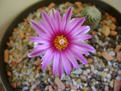 Turbinicarpus pseudopectinatus