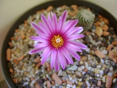 Turbinicarpus pseudopectinatus