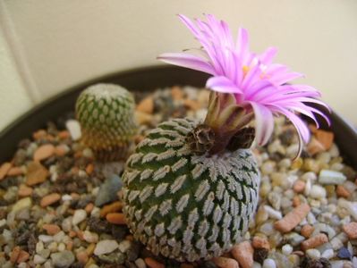 Turbinicarpus pseudopectinatus