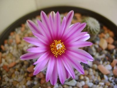 Turbinicarpus pseudopectinatus