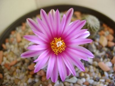 Turbinicarpus pseudopectinatus