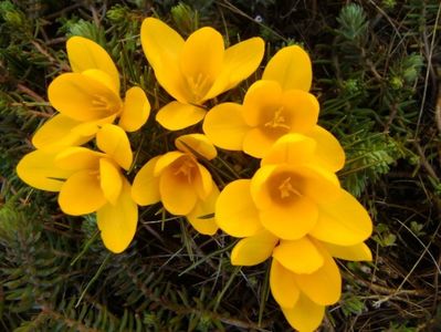 Crocusi