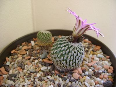 Turbinicarpus pseudopectinatus