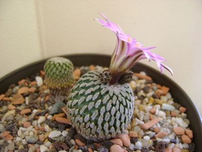 Turbinicarpus pseudopectinatus