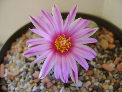 Turbinicarpus pseudopectinatus