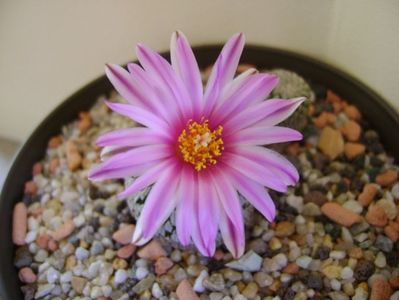 Turbinicarpus pseudopectinatus