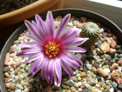 Turbinicarpus pseudopectinatus