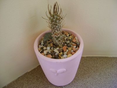 Toumeya papyracantha (Sclerocactus papyracanthus), altoita