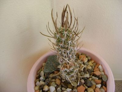 Toumeya papyracantha (Sclerocactus papyracanthus), altoita