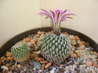 Turbinicarpus pseudopectinatus