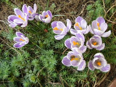 Crocusi