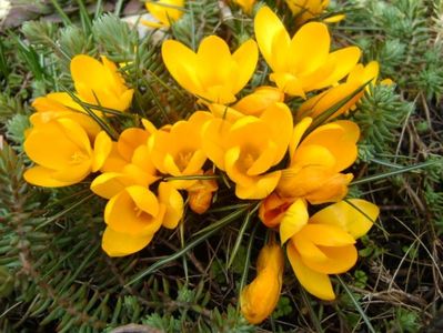 Crocusi