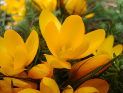 Crocusi