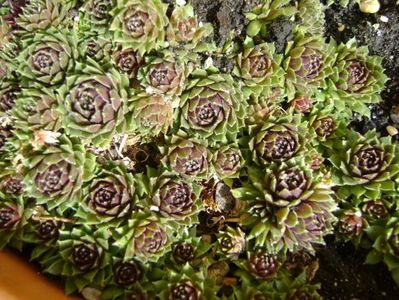 Sempervivum