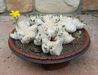 Pachypodium brevicaule