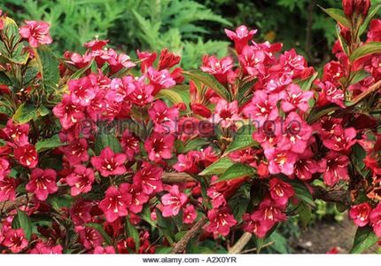 weigela-bristol-ruby-