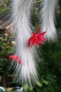 Hildewintera colademononis (Monkeytail Cactus)