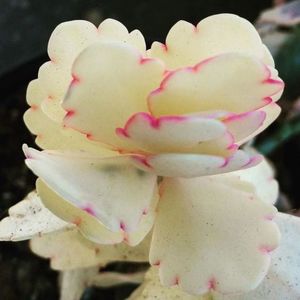 Kalanchoe albino