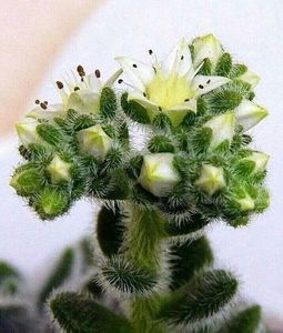 Pequeno Cactus