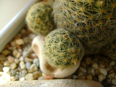 Mammillaria shiedeana ssp. giselae, boboci