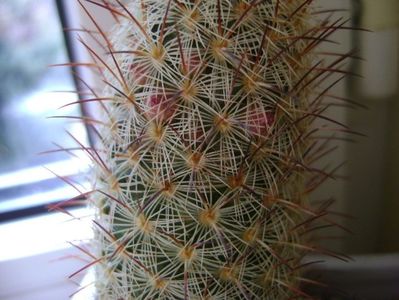 Mammillaria microhelia, boboci