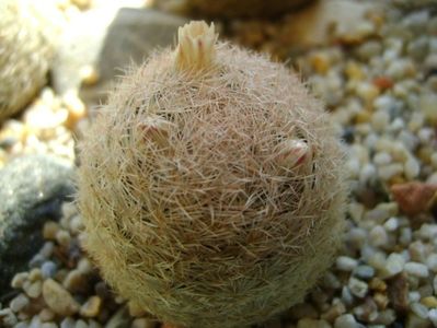 Mammillaria lasiacantha; locatie FR 758
