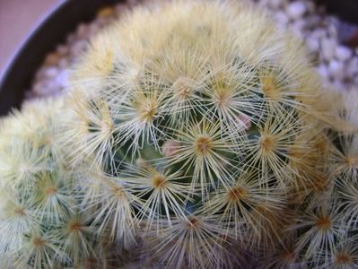 Mammillaria carmenae, boboci