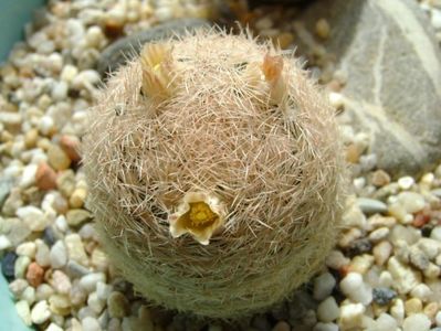 Mammillaria lasiacantha; locatie FR 758
