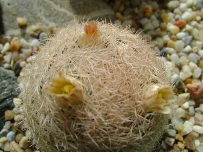 Mammillaria lasiacantha; locatie FR 758
