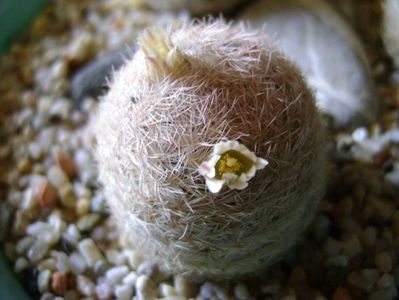 Mammillaria lasiacantha; locatie FR 758
