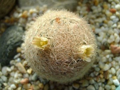 Mammillaria lasiacantha; locatie FR 758
