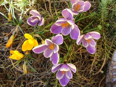 Crocusi & bondari