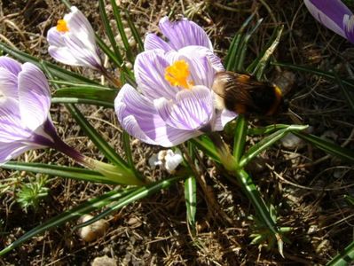 Crocusi & bondari