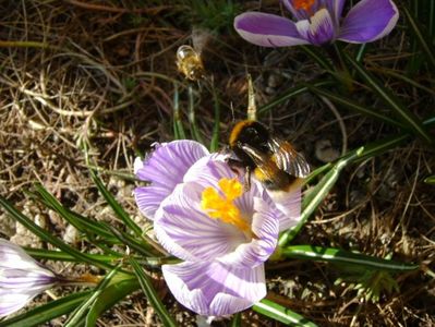 Crocusi & bondari