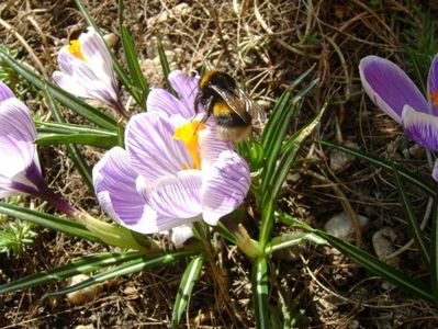 Crocusi & bondari