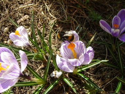 Crocusi & bondari