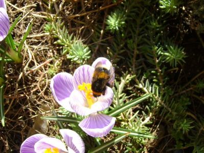 Crocusi & bondari