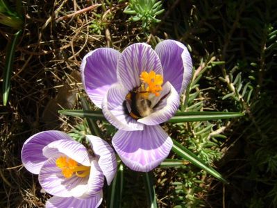 Crocusi & bondari