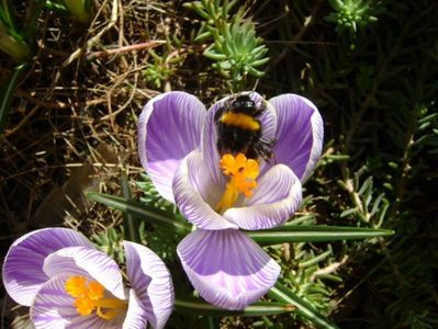 Crocusi & bondari