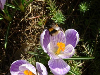 Crocusi & bondari