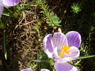 Crocusi & bondari