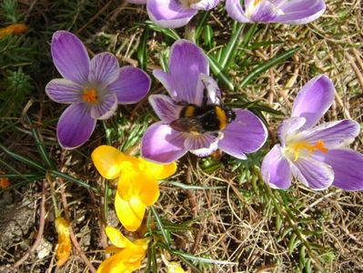 Crocusi & bondari