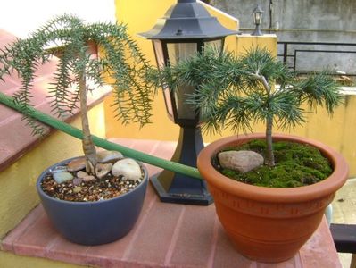 Araucaria cunninghamii v. glauca & Cedrus deodara "feeling blue"