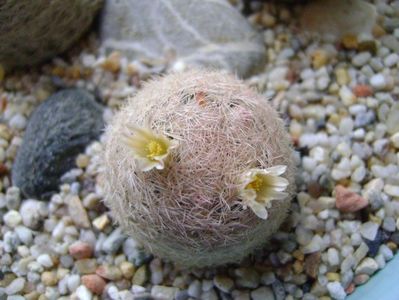 Mammillaria lasiacantha; locatie FR 758
